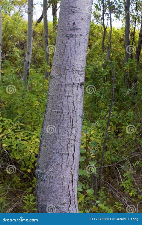 Trembling Aspen Tree Bark 816225 Stock Image | CartoonDealer.com #175750801