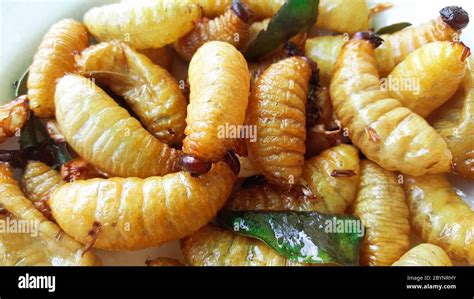 Sago worm hi-res stock photography and images - Alamy