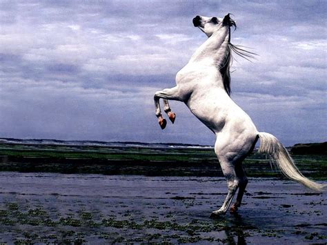 Life Lessons In Words: Story Of The White Stallion