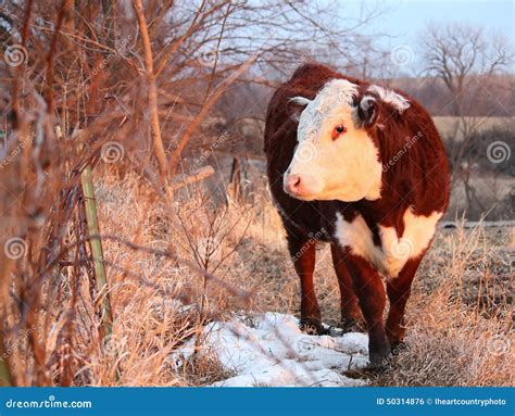 Polled Hereford Heifer stock photo. Image of farm, portrait - 50314876