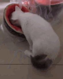 Cat GIFs | Tenor