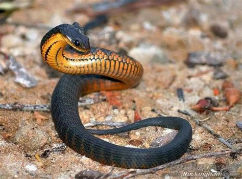 (Notechis scutatus occidentali) Western tiger snake Animals Images, Animals And Pets, Animal ...