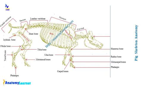 Pig Skeleton Anatomy with Labeled Diagram » AnatomyLearner >> The Place ...