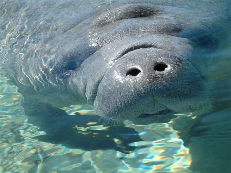 Manatee | Crystal River January 21 2005 | Sean McCann | Flickr