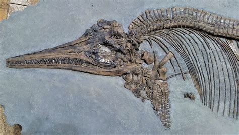 Free photo: Ichthyosaur Fossil - Animal, Bone, Fossil - Free Download - Jooinn