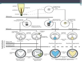 Apomixis | PPT