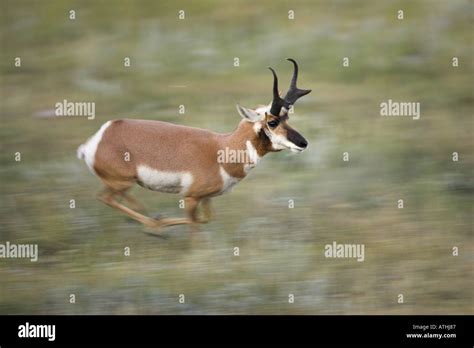 Running pronghorn antelope buck Stock Photo: 5328518 - Alamy