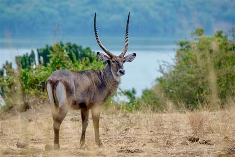 Defassa Waterbuck Facts: The Near-Threatened African Antelope