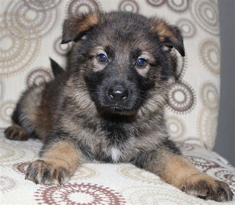 Beautiful Sable GSD | Sable german shepherd puppies, German shepherd ...