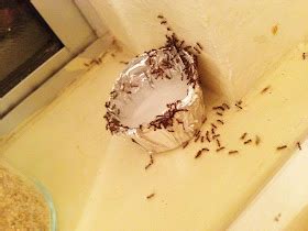 TOPONAUTIC Outdoor News-Events-Recipes: DIY: ANT TRAPS