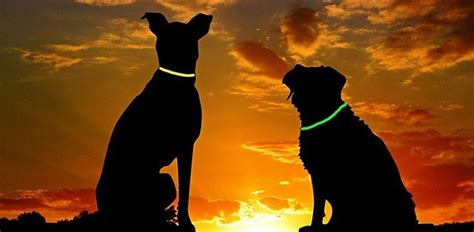 Best Glow in the Dark Dog Collar (5 top picks) | Daily Dog