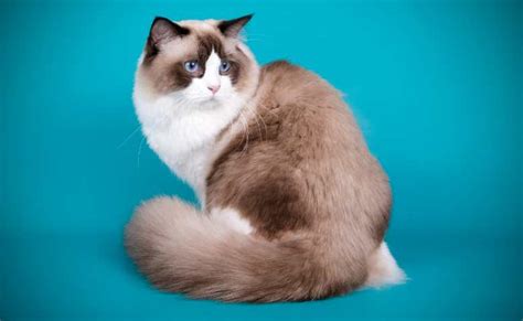 Ragdoll Vs Snowshoe Cat (Snowshoe Ragdoll Mix Vs Ragdoll Cat).