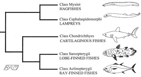 Fishes - A Slippery Subject