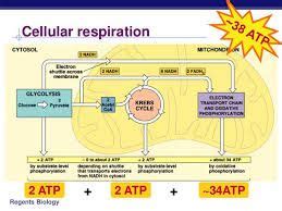 Image result for figures showing where glycolysis , krebs cycle and electron transport chain ...