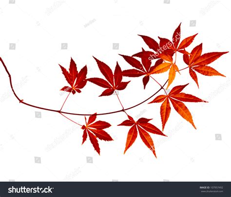 Japanese Red Autumn Maple Tree Leaves (Acer Palmatum) Isolated On White Background Stock Photo ...