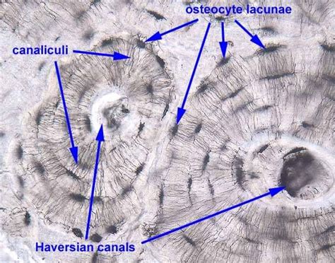 anatomyforme: Connective Tissues Blood and Bone