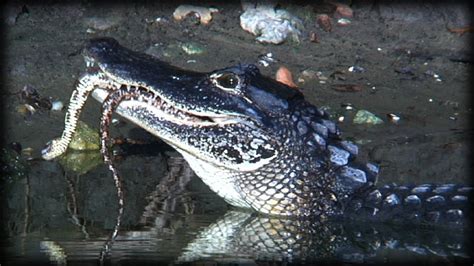 Alligator Eats Snake 01 Narration - YouTube