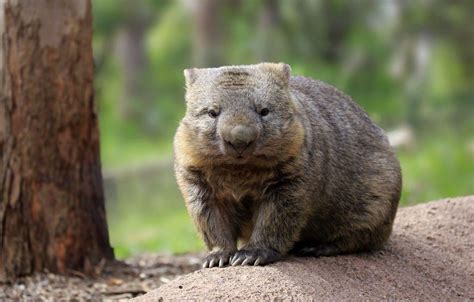 Wombat Wallpapers - Top Free Wombat Backgrounds - WallpaperAccess