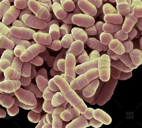 Close up of schizosaccharomyces pombe yeast stock photo - OFFSET