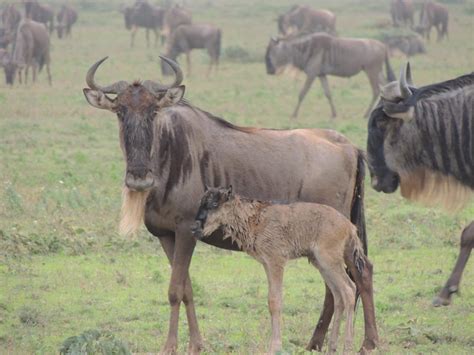 Herds of the migration are scattered around the south of the Twin Hill ...