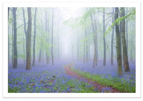 Bluebell Forest - TZ Prints - Fine Art Photography