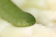 Category:Unidentified Pieridae caterpillars - Wikimedia Commons