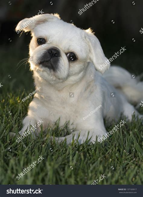 Shaved White Pekingese Stock Photo 137169917 | Shutterstock