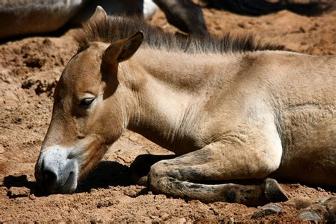 Young Przewalski's Horse by Laura-B-R on DeviantArt