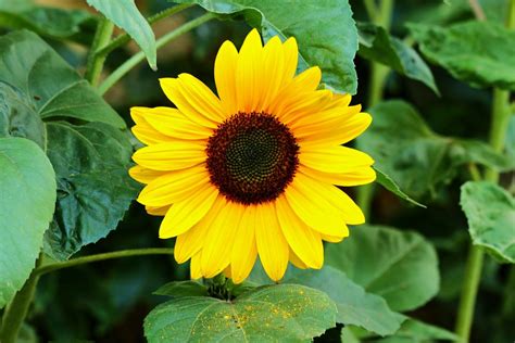 Fleur de tournesol. photo et image | fleurs, fleurs insectes, jardin ...