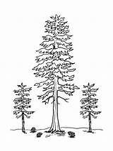 Painting Of fir trees coloring Page sketch template