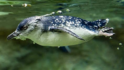 Taronga Zoo Has Just Added a New 24/7 Penguin Live-Stream to Its Online ...