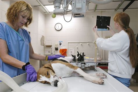 caption research specialist susan linden l checks on a walker hound named betty while veterinary ...