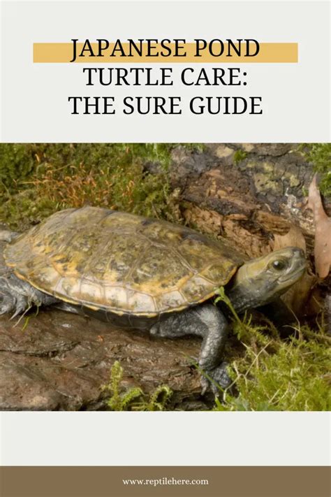 Japanese Pond Turtle Care: The Sure Guide