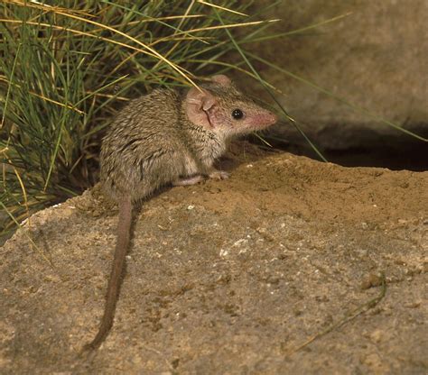 Small Australian Mammals - Pets Lovers