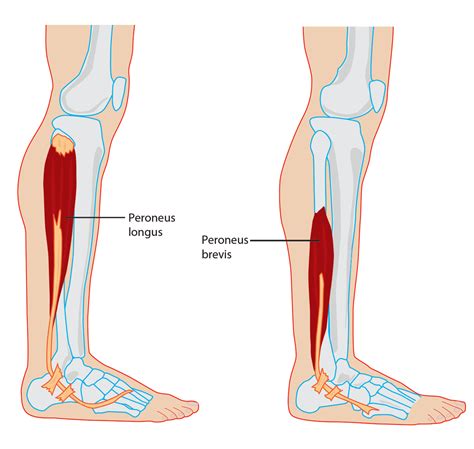 Peroneal Tendon Stretches