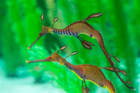 Weedy Sea Dragon – Seahorse World | Tasmania | Australia