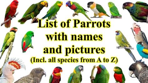 List of parrots (all 402 species with names and images) | Parrot, Bird ...