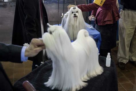 Patty Hearst a double winner at the Westminster dog show