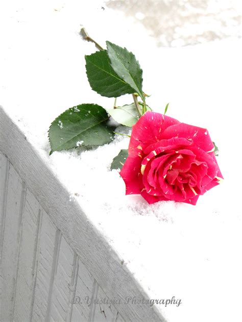 Roses in The Snow – Emaurian, How I Love Thee