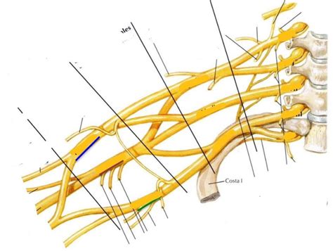 Plexus brachialis Diagram | Quizlet