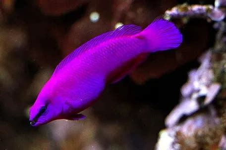 20 Most Beautiful Purple Fish For Your Aquarium (With Price)