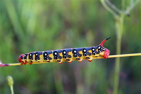 Bright Insect Blade of Grass Poisonous Caterpillar-12 Inch BY 18 Inch Laminated Poster With ...