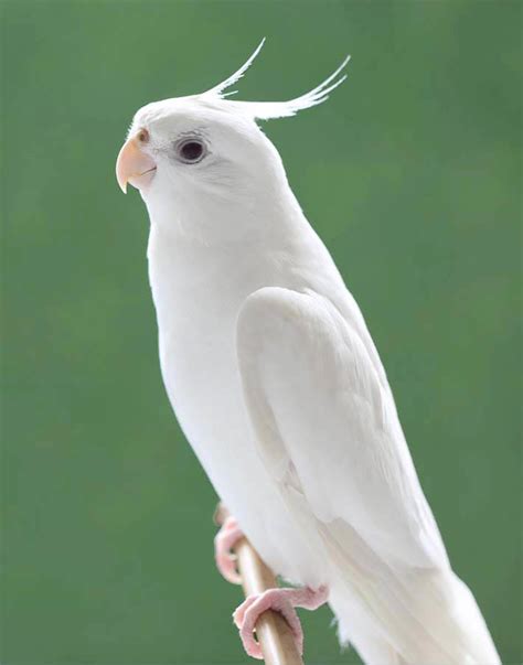 Albino Cockatiel | The Animal Store