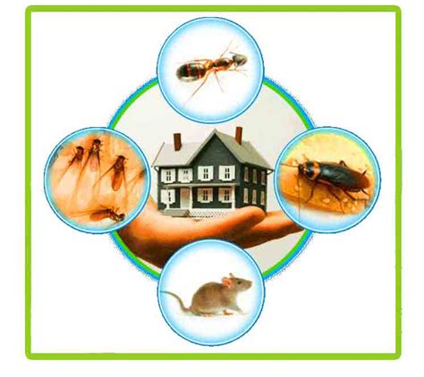 Pest Control Services in Chennai | Pest Control 24x7