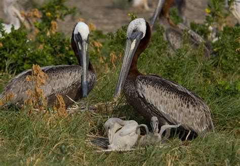 Brown Pelican | Audubon North Carolina