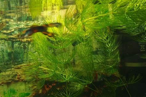 Hornwort Care and Maintenance: Tips for Healthy Growth