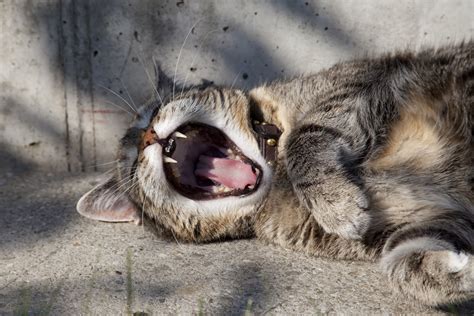 Yawning cat with sharp fangs image - Free stock photo - Public Domain photo - CC0 Images