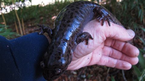 Pacific Giant Salamander