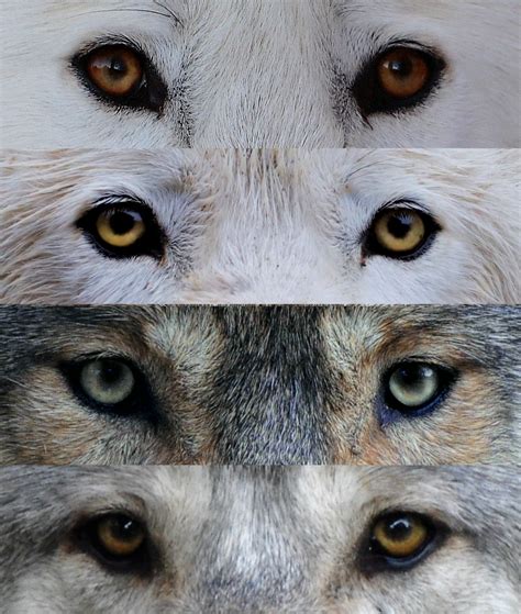 Can Wolf Dogs Have Blue Eyes