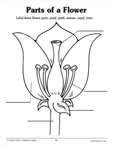 Parts Of A Flower Worksheet Parts of a Flower: Labeling Practice Page}… | Parts of a flower ...